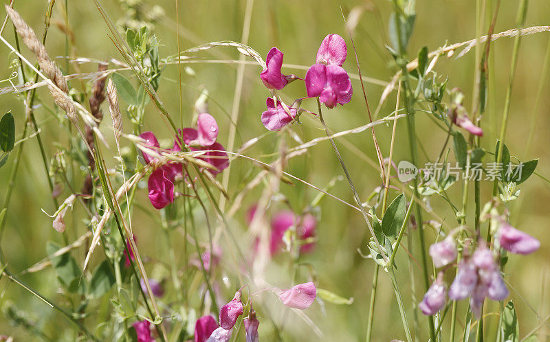 块茎豌豆，Fyfield豌豆(Lathyrus tuberosus)